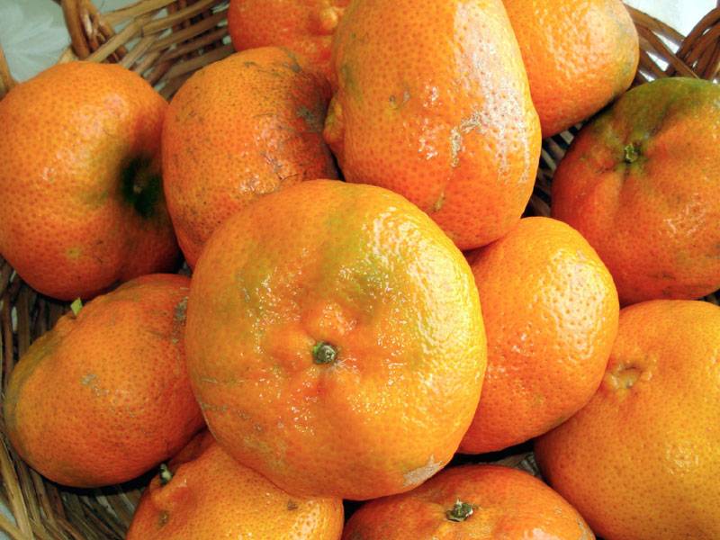 Navel orange Food Jamaica Gleaner