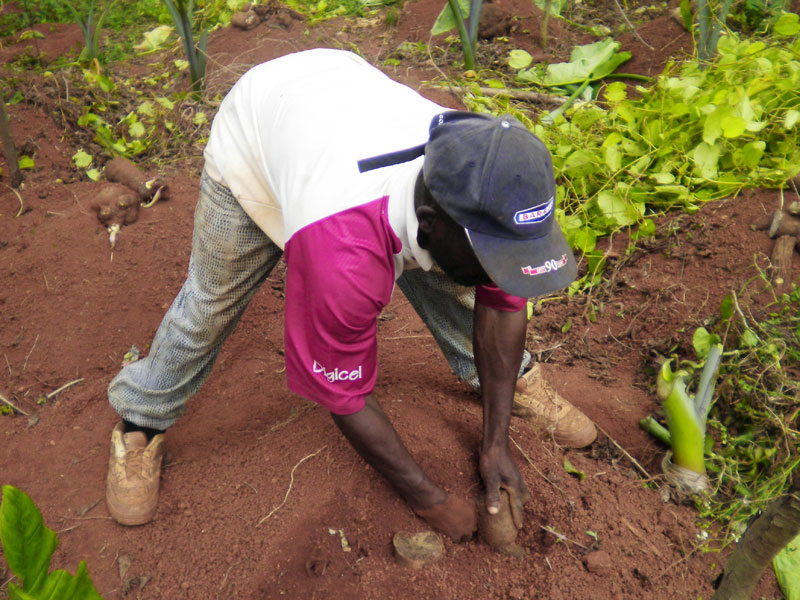 A passion for yams Lead Stories Jamaica Gleaner