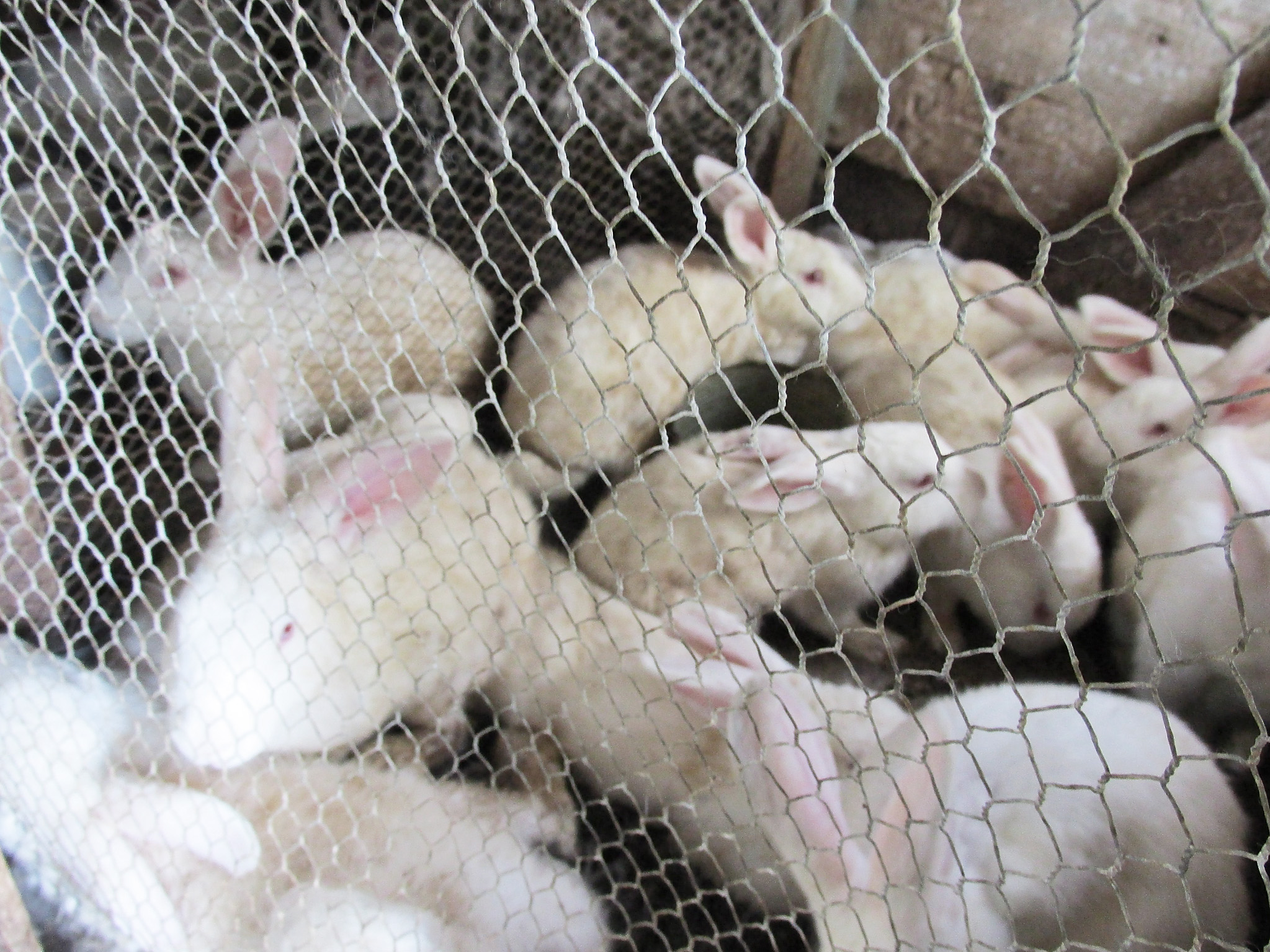 No market for rabbit meat in the east News Jamaica Gleaner