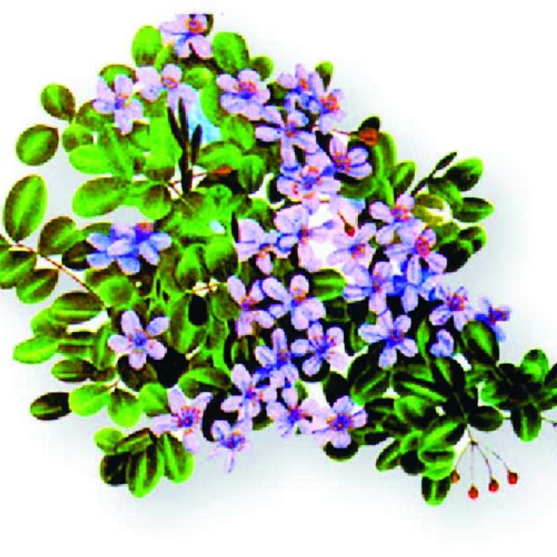 National flower hangs in the balance - Calls grow for stronger protection of lignum vitae; development, harvesting blamed for loss