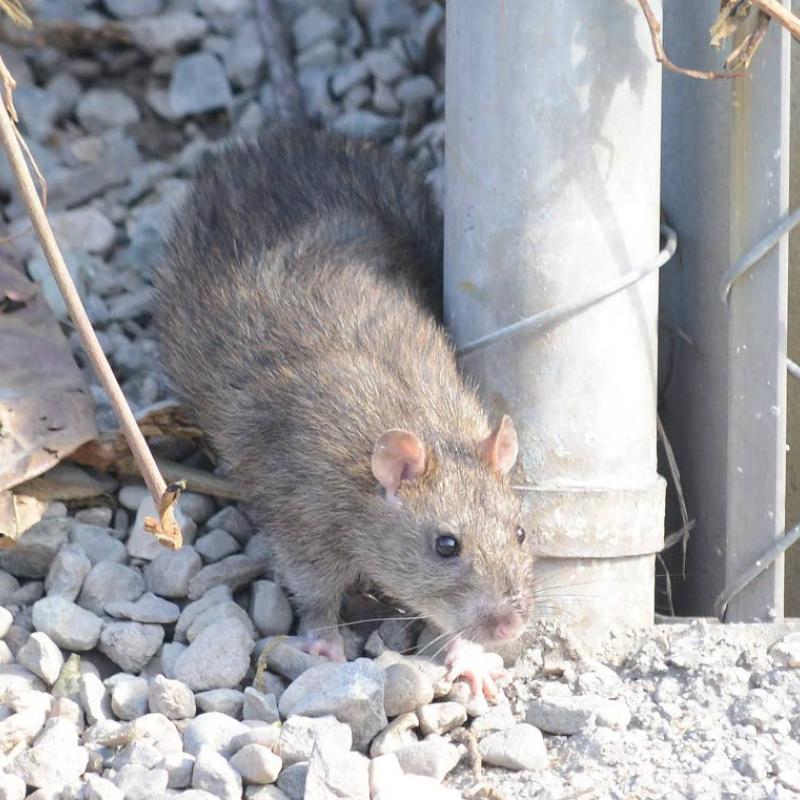 Embrace ‘One Health’