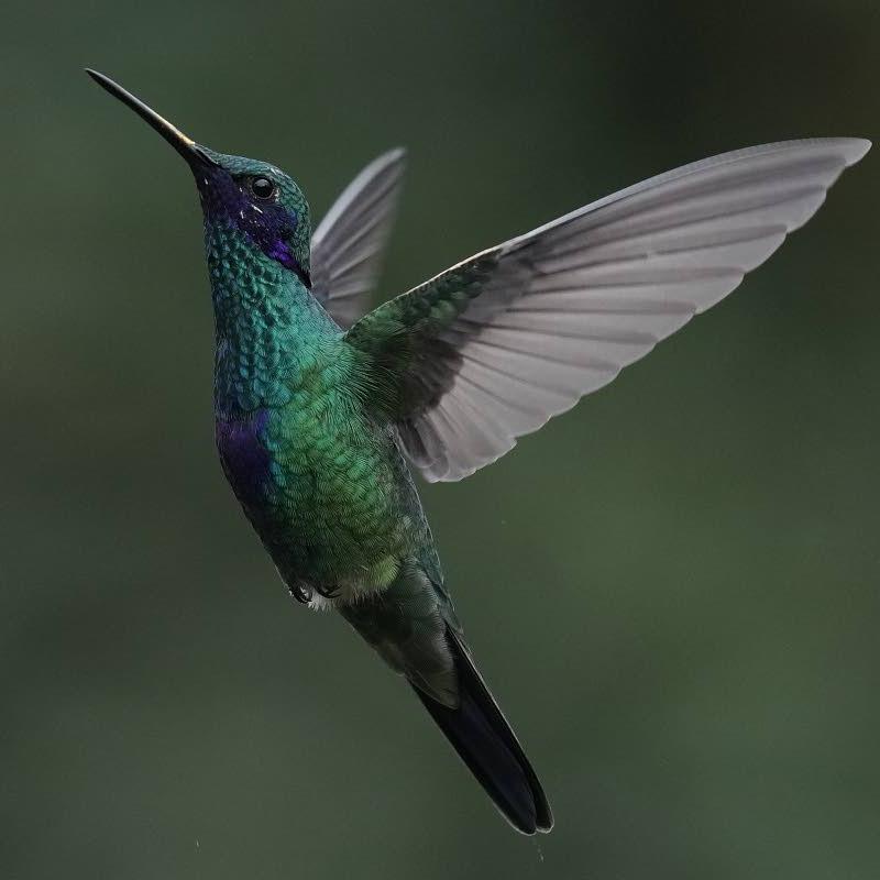 【Z21752】Hummingbird largest world's the of species newfound reveal backpacks Tiny Space of Forest in 邦楽