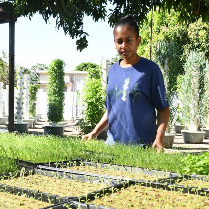 Tower farming takes root in Havendale home