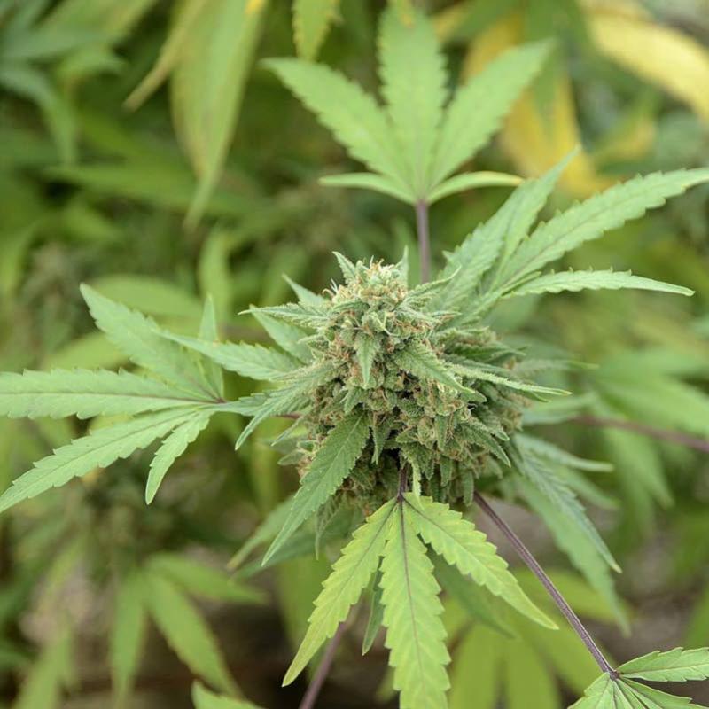 St Kitts wants cautious approach to marijuana use