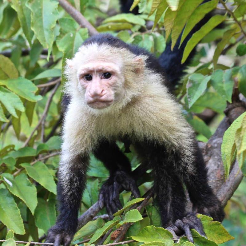 NEPA investigating monkey presence in St Elizabeth, warns public against handling animal