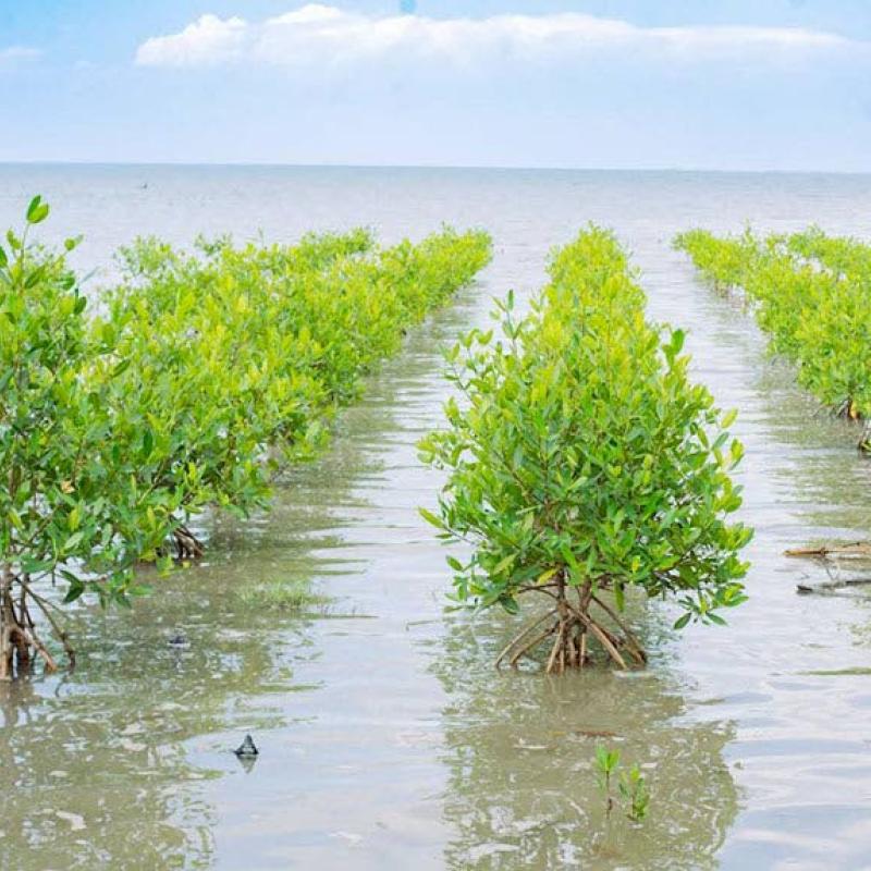 Earth Today | Business case for biodiversity