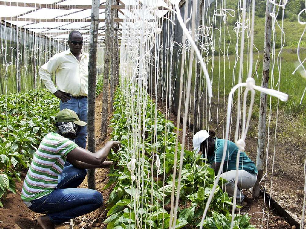 Noranda Bauxite spreads greenhouse technology Business Jamaica Gleaner