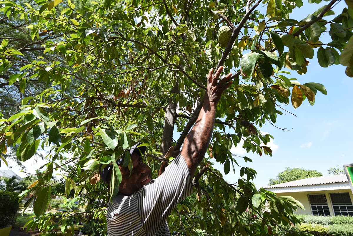 Henroy King, farm hand at Old Harbour High School, attempts to pick a soursop from a tree in the school garden.