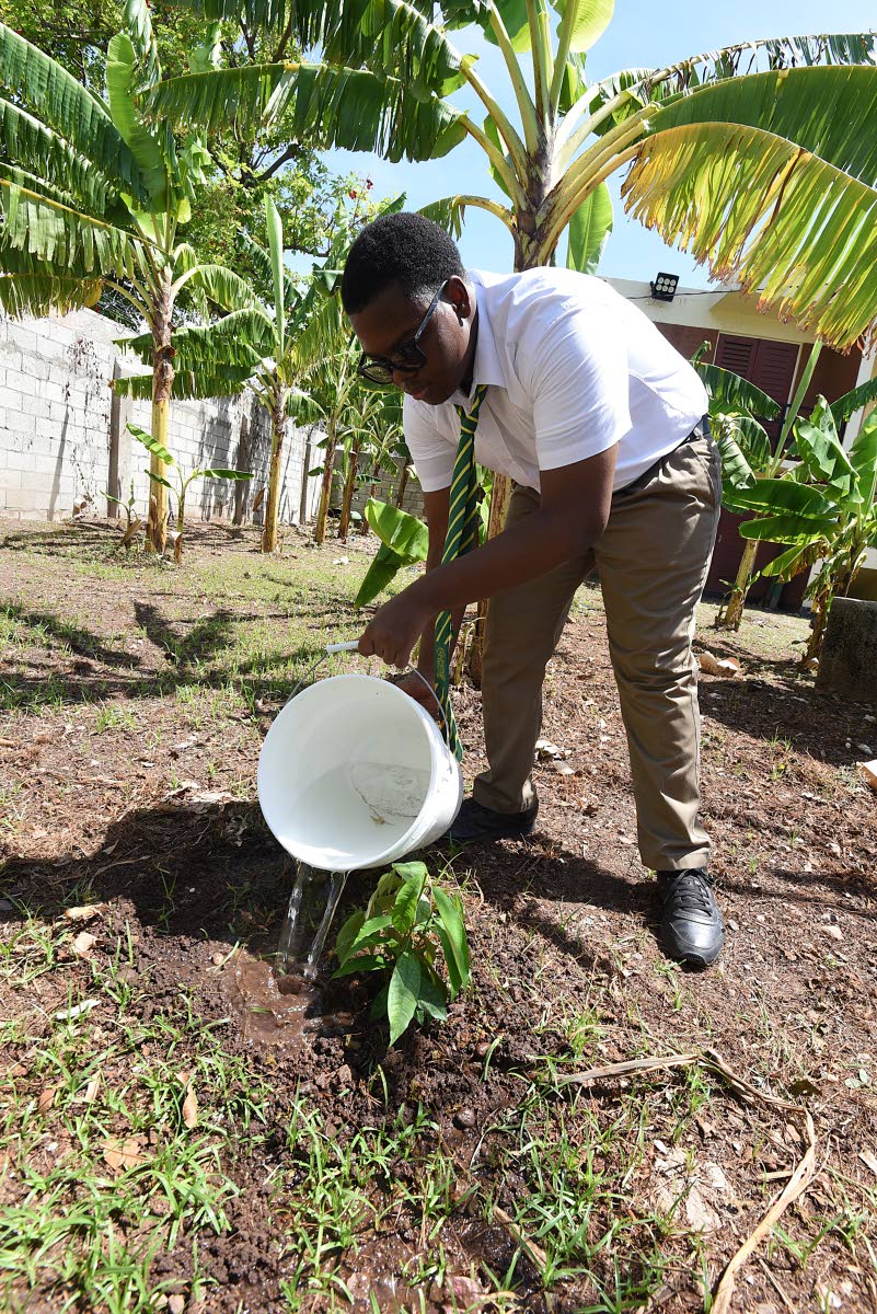 Ato-Daniel Francis,  student at the Old Harbour High School, uses a bucket to water a star apple tree shortly after he planted it during a tree planting exercise at the school recently.