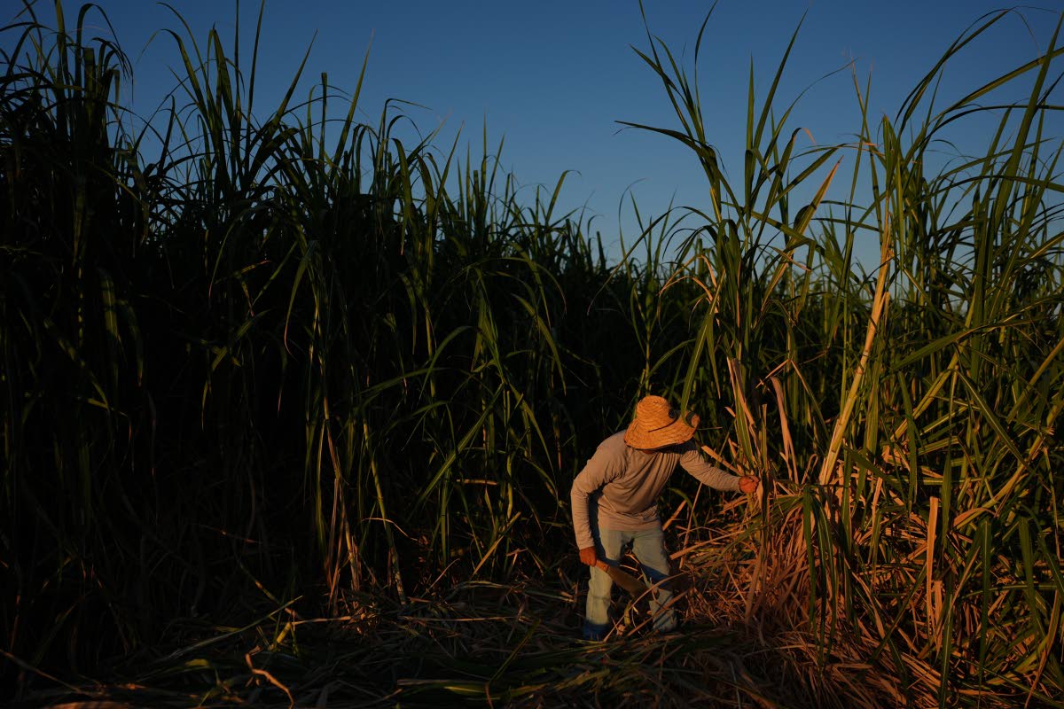 Farmworker Raul Cruz chops sugarcane in Niland, California on September 11, 2025.