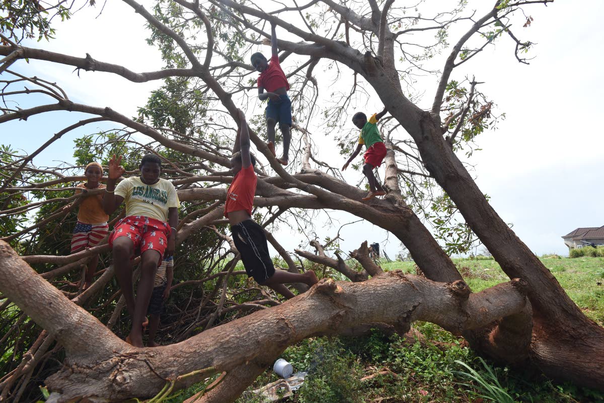 July 2024 file photo: Boys play in a tree that was blown down in Flagaman, St Elizabeth. 