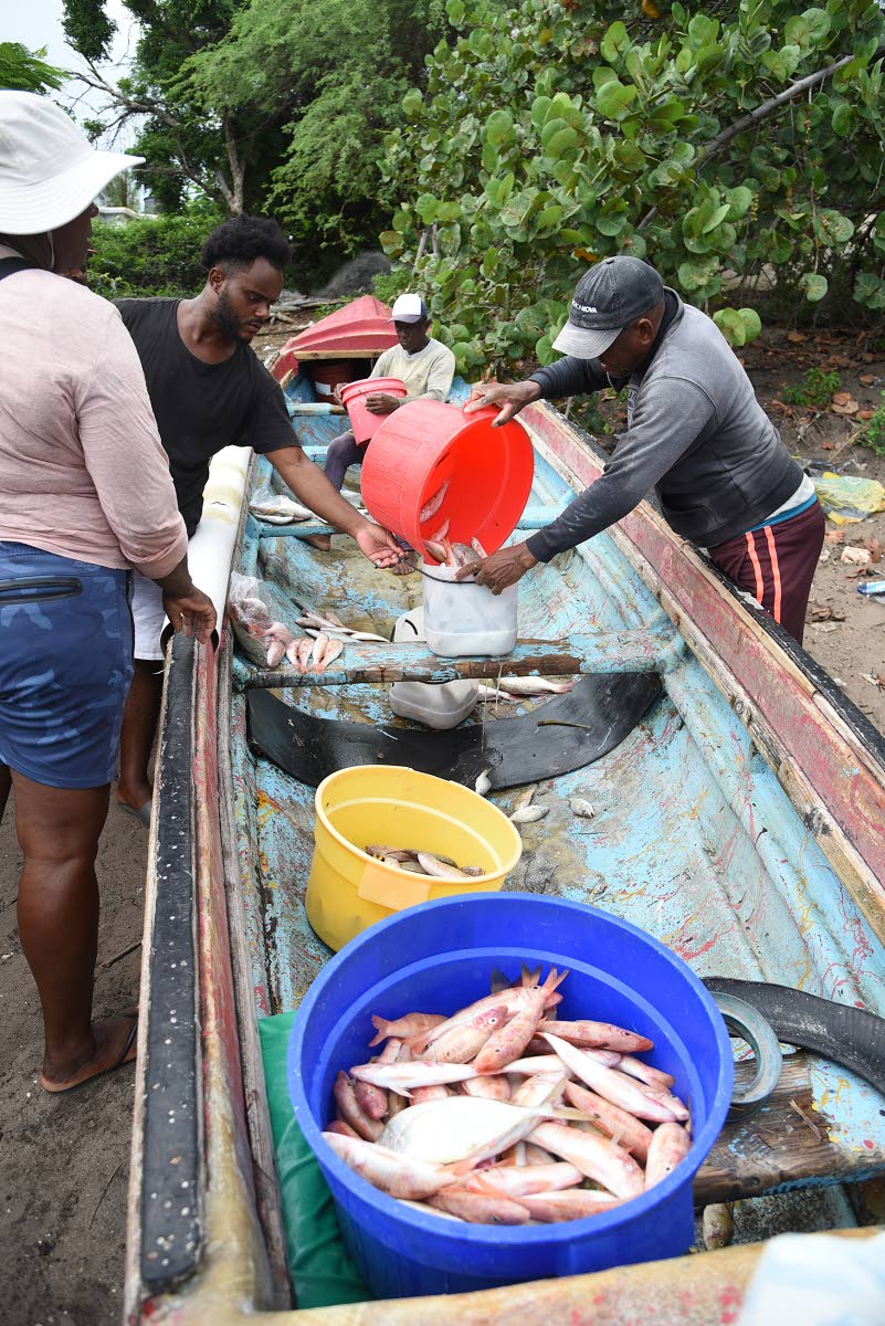 A fisherman prepares his last pre-Hurricane Melissa catch for sale in Alligator Pond, Manchester, last Friday.