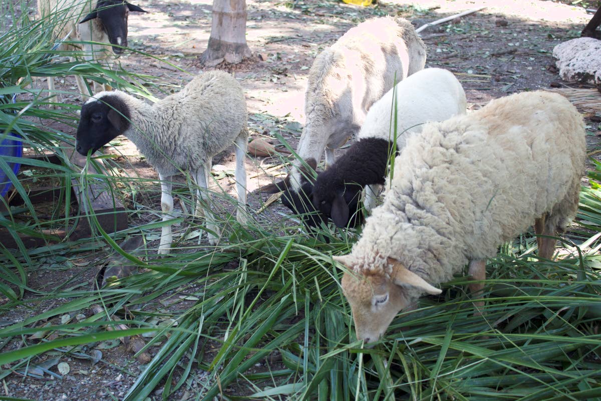 Sheep and goats enjoy sunshine and food after being sheltered during the hurricane.