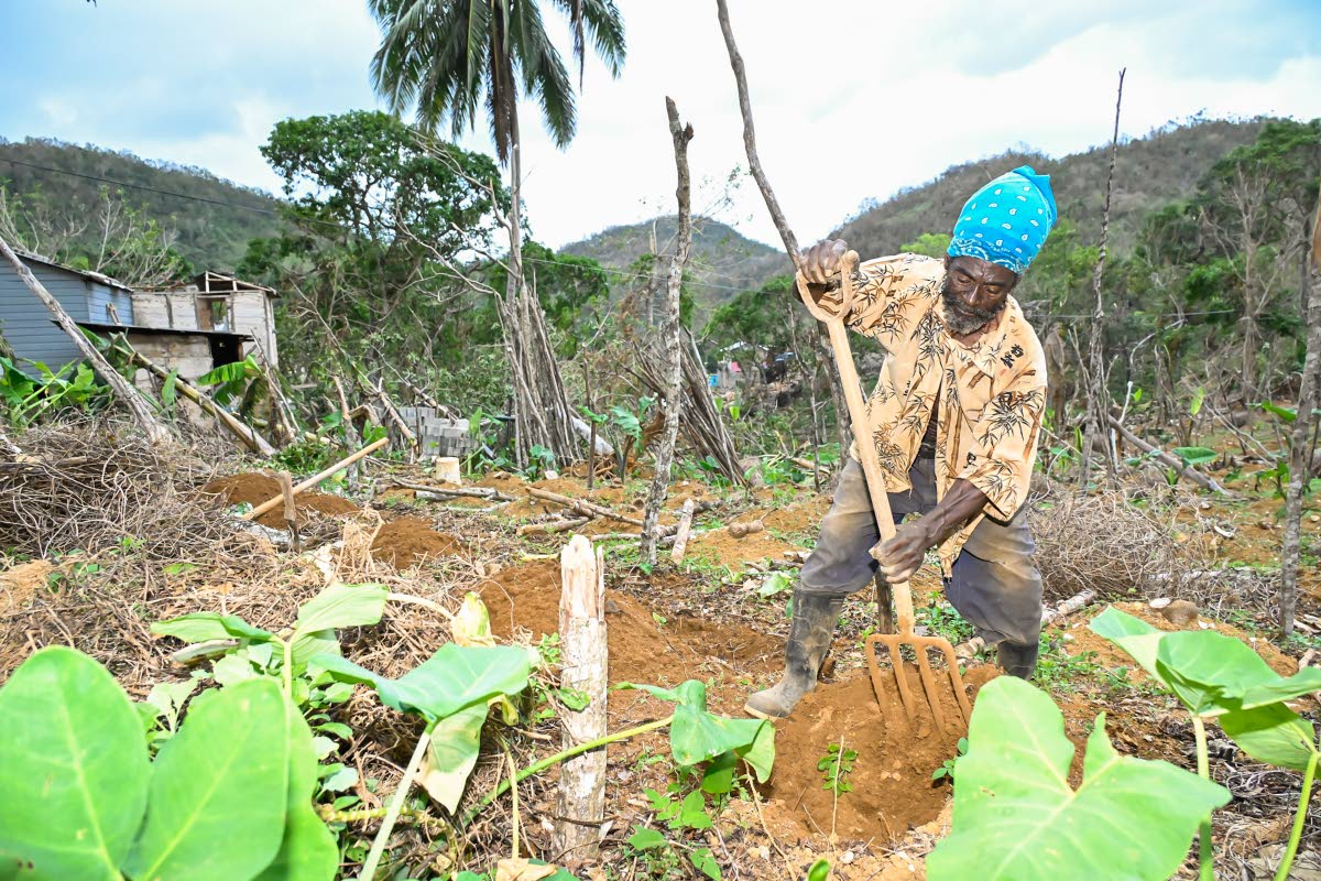 Leroy Blake, a round leaf yam and livestock farmer from Whitby district in Williamsfield, Manchester, uses his fork to dig a yam hill on November 6. He is beginning to replant his two-acre field following the devastation caused by of Hurricane Melissa, whe