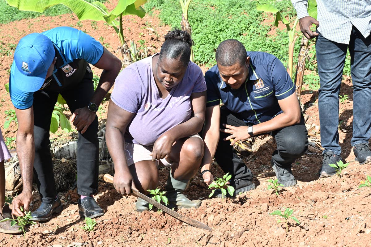 Farmer Collette Gordon of Bonnett district, St Catherine, shows her crop to Garnet Edmondson (left), CEO of the Rural Agricultural Development Authority, and Agriculture Minister Floyd Green during a RADA field tour in Guys Hill, St Catherine, on Thursday.