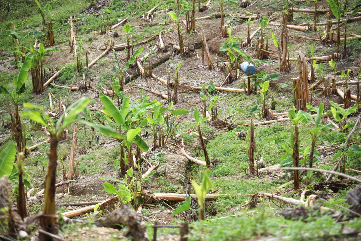 What is left of Debbie-Ann Dixon’s plantain farm in Elderslie, St Elizabeth, after the passage of Hurricane Melissa.