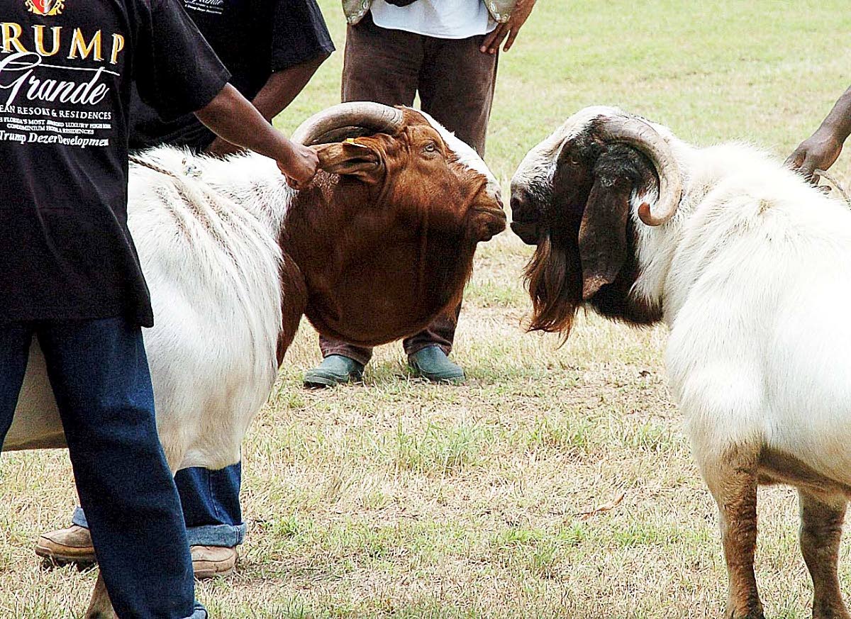 In this file photo, a champion Boer ram goat (left) knocks heads with a champion ram sheep at the Denbigh Agricultural Show in Clarendon.