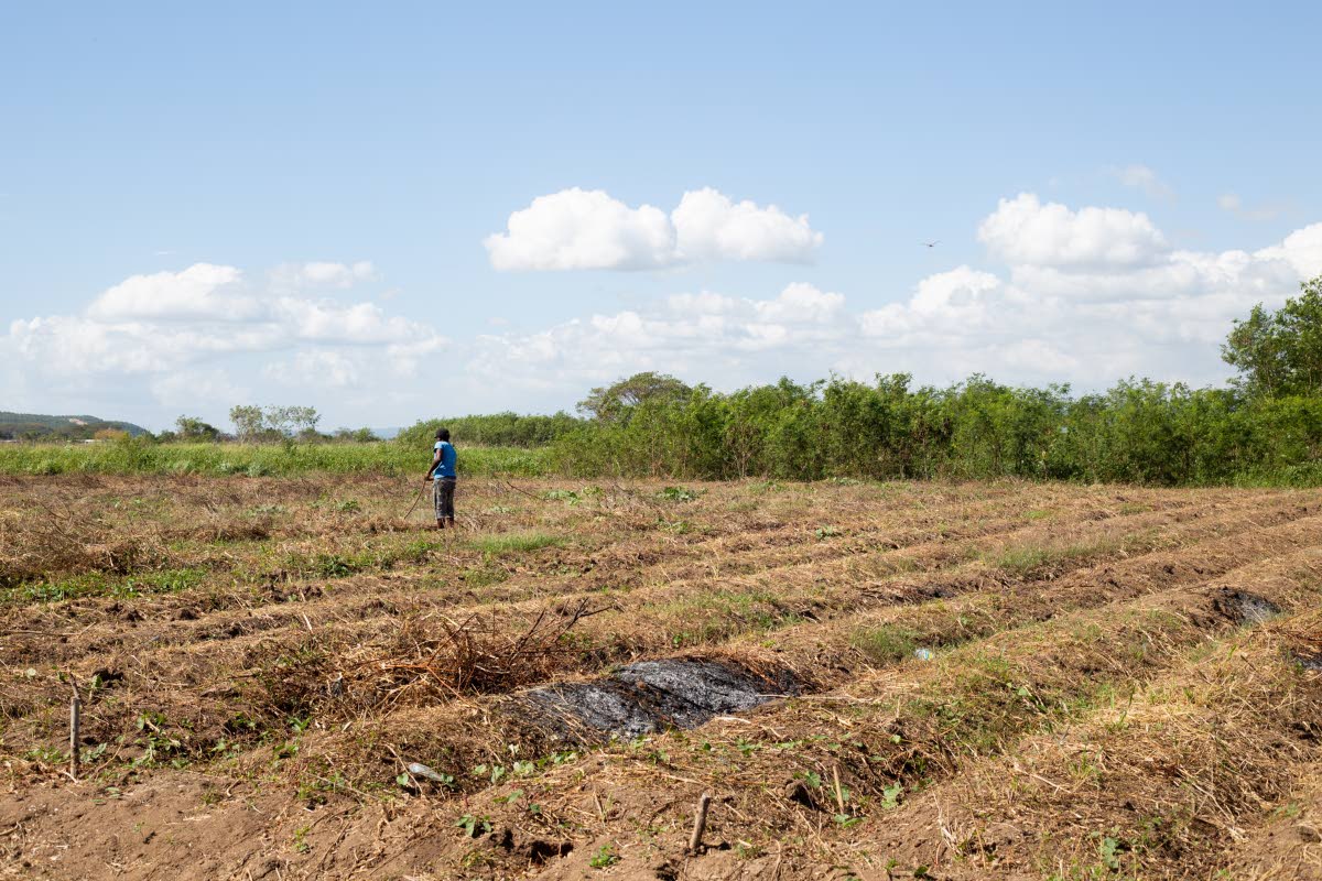 Kenroy Ricketts clearing and burning the land in preparation for replanting at LD Promise Farms.
