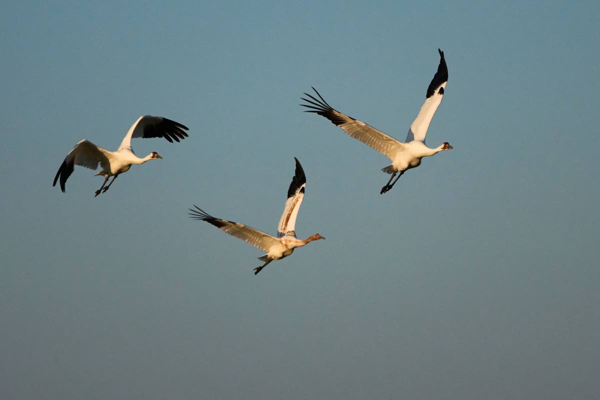 Whooping cranes fly Thursday, December 11, 2025, in Rockport, Texas. 