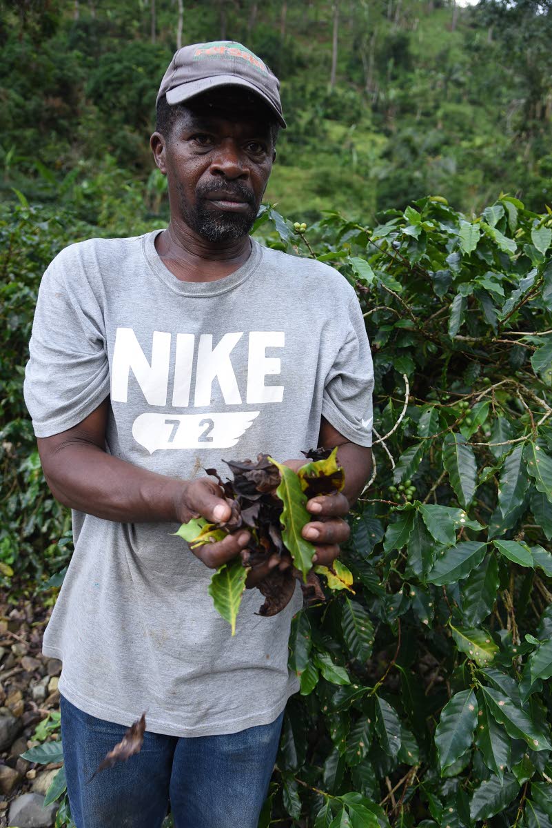 Jimmy Beckford, coffee farmer in Spring Hill Portland, checks for the American White Spot disease on his plants.