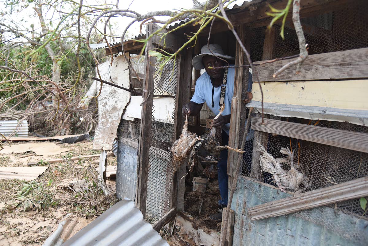 A man throws away chickens that died in a coop in Salt Marsh, Trelawny, during the passage of Hurricane Melissa.