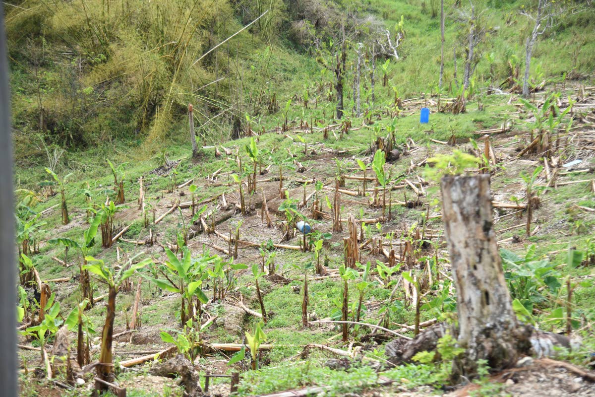  A plaintain farm in Elderslie District in St Elizabeth which was ravaged by Hurricane Melissa's force. 