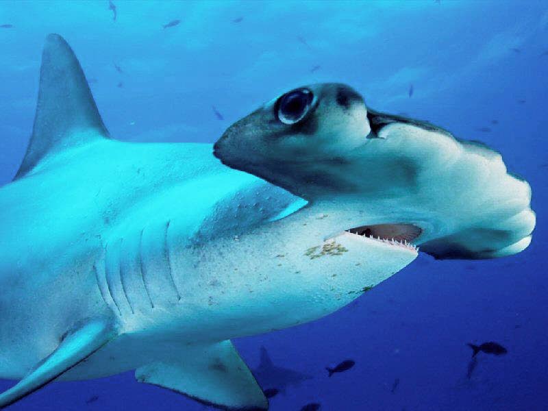 A hammerhead shark.