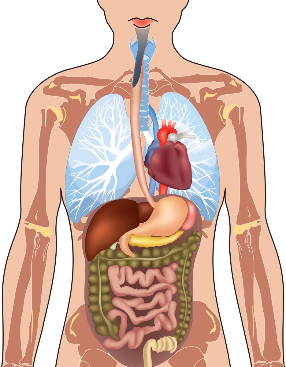 Maintaining good gut health is fundational to physical, mental, and metabolic health.