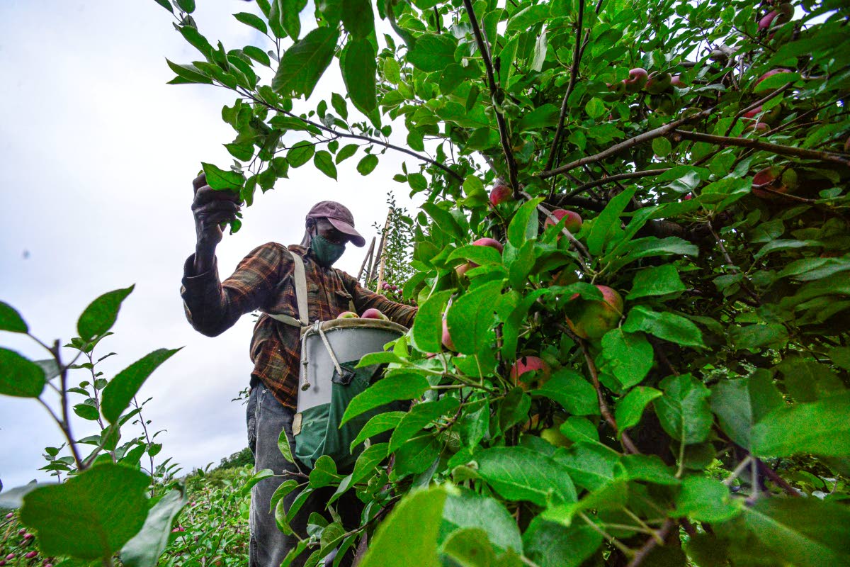 
Michael Johnson, a migrant worker from the island nation of Jamaica, uses a ladder to pick higher apples on a tree at the Scott Farm Orchard, in Dummerston, Vermont, in September 2020.