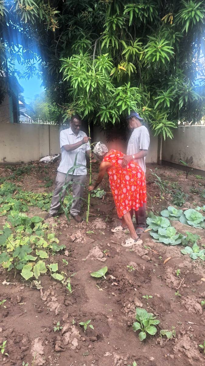 Resident of Safe Haven Nursing Home Hazel Clarke (centre), who is 82 years old, with Reginal David (right) and Dr Lorenzo Gordon at the home’s kitchen garden.