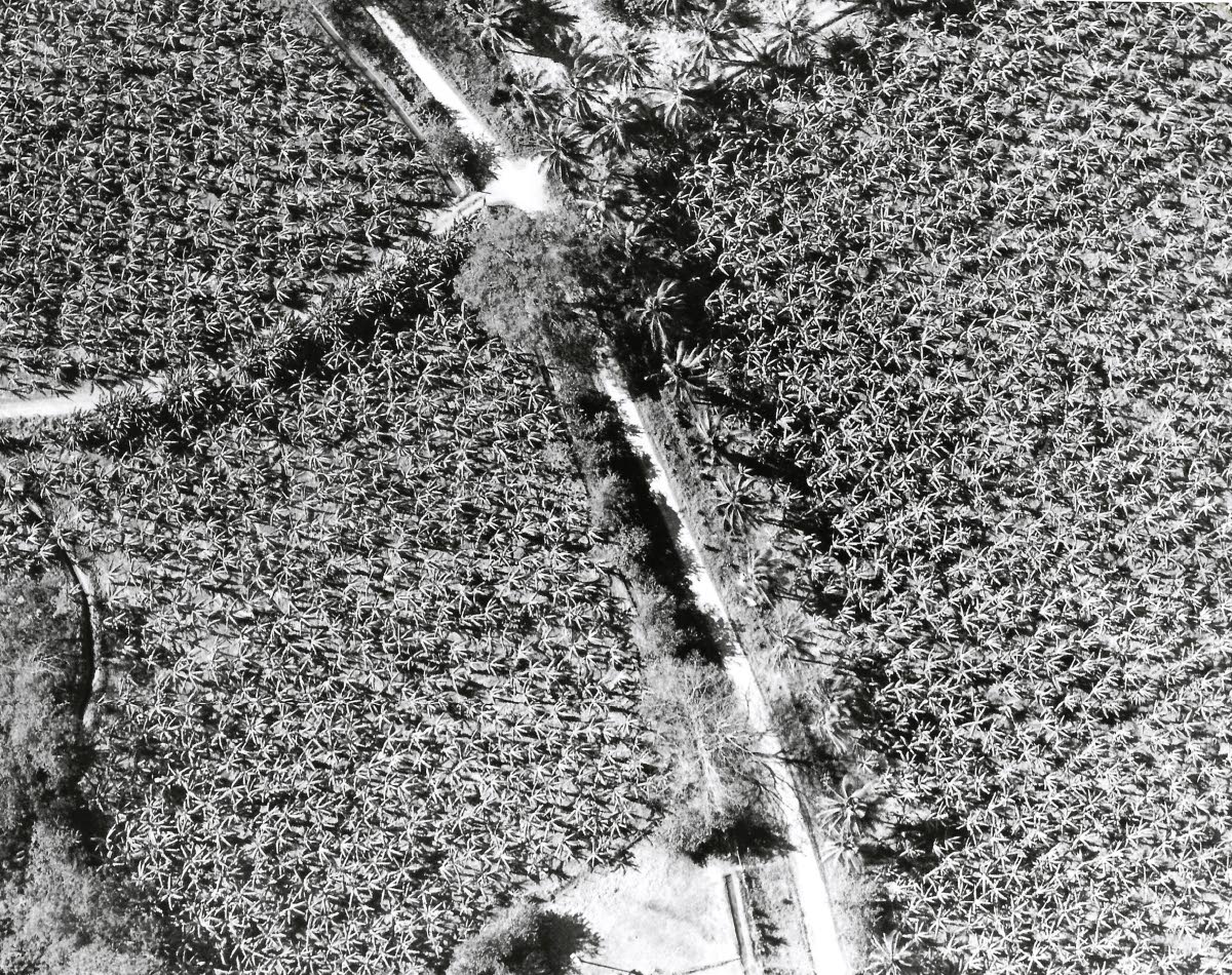 An aerial view of banana plantations
