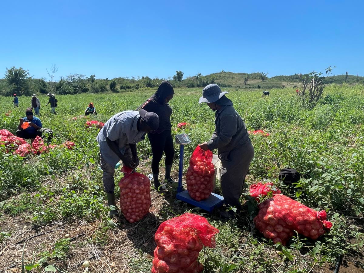 Workers reaping the first crop of onions since the passage of Hurricane Melissa on Andre Dyer’s five-acre onion farm in Mountainside, St Elizabeth, on February 16.