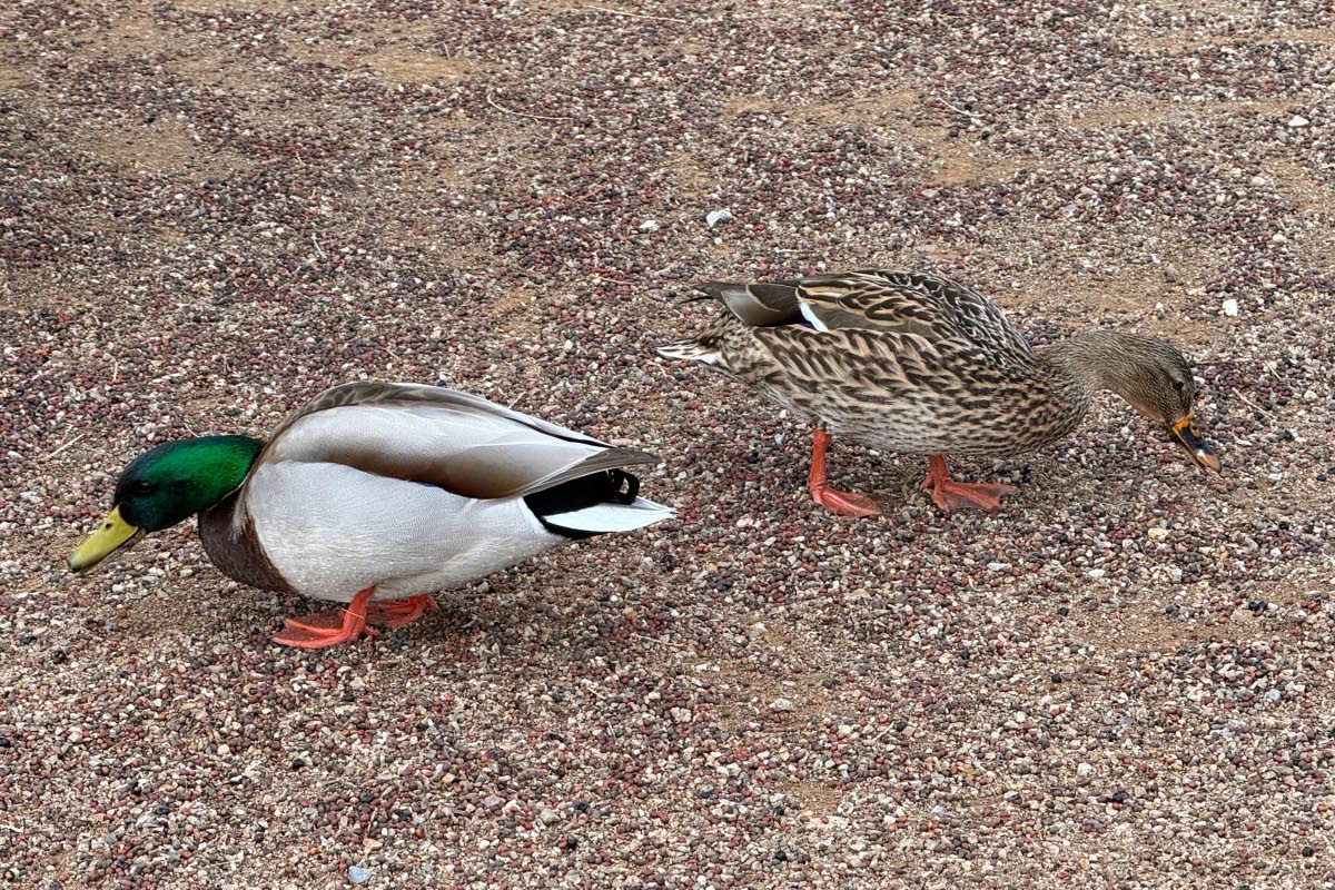 A pair of Mallard ducks appear at Agua Caliente Park in Tucson, Ariz., during an accessible birding outing for people with limitations on Feb. 13, 2026. 
