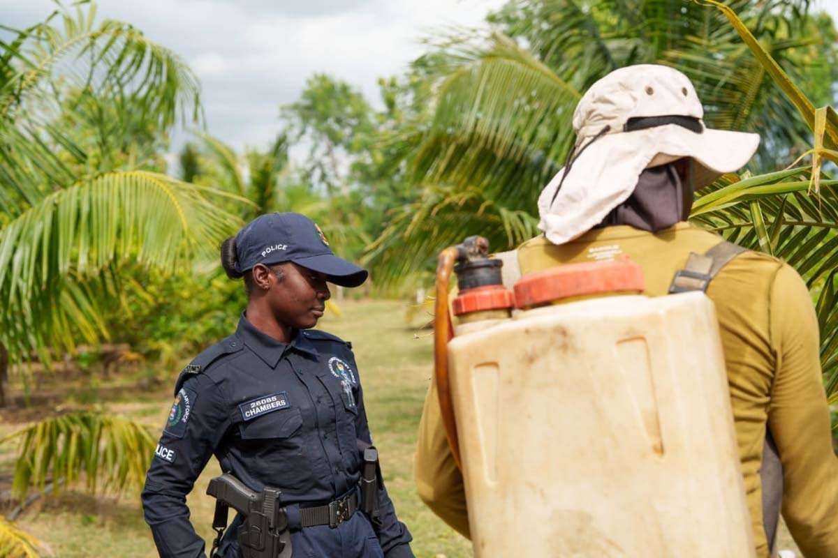 Contstable Shanakay Chambers of Jamaica Constabulary Force’s Agricultural Protection Branch (APB) at a farm in Hill Run, St Catherine.