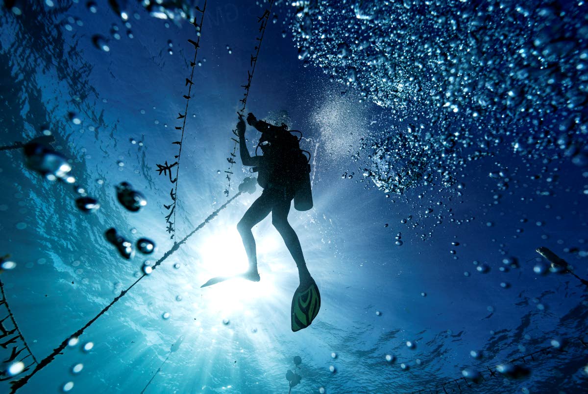 In this 2019 photo, diver Lenford DaCosta is seen cleaning up lines of staghorn coral at an underwater coral nursery inside the Oracabessa Fish Sanctuary, in Oracabessa, Jamaica. 