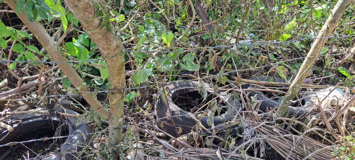 Old tyres that have washed into the a section of the backyard of May Harris, a retired public servant who lives in Rio Grande valley of eastern Portland. 

