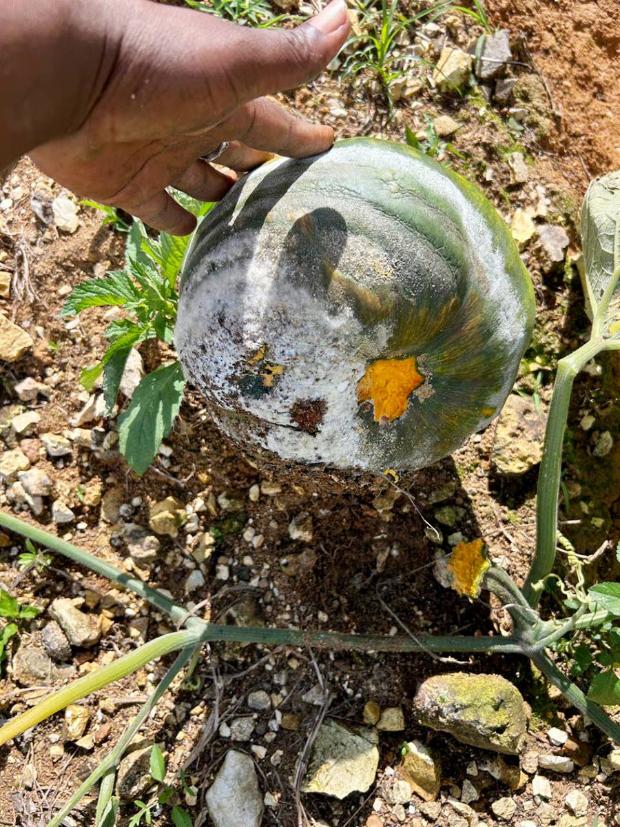 Black rot has destroyed Graham’s five-acre pumpkin crop.