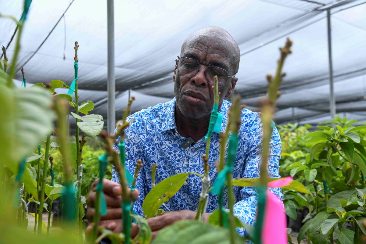 Locksley Waites, fruit tree crop specialist, tends to fruit crops at the Bodles Research Station in Old Harbour, St Catherine.