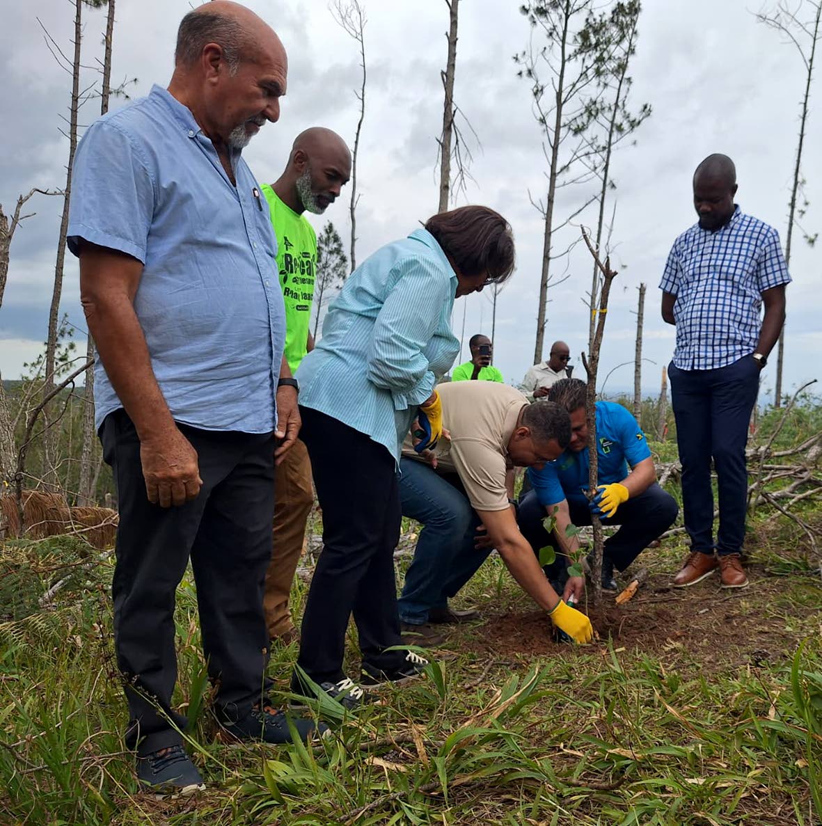 Prime Minister Dr Andrew Holness (third right, stooping) plants one of 1,000 trees at Lowe River Forest in Trelawny yesterday, with the assistance of Matthew Samuda (second right, stooping), minister of water, environment and climate change, while looking 
