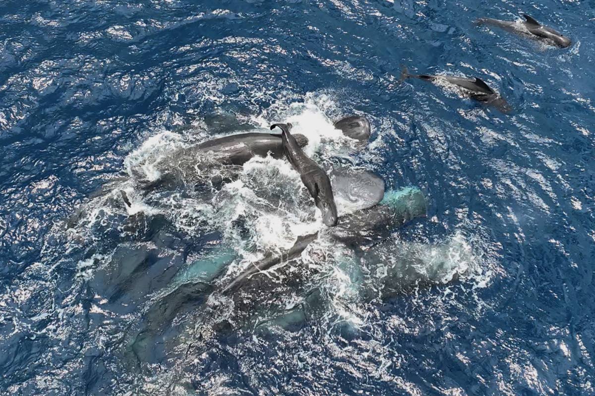 This 2023 photo provided by Project CETI shows female sperm whales holding a newborn calf above the water until it can swim on its own. 