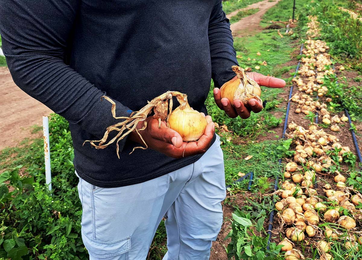 Jorn Bennett displays onions reaped from his farm in Bernard Lodge, St Catherine.
