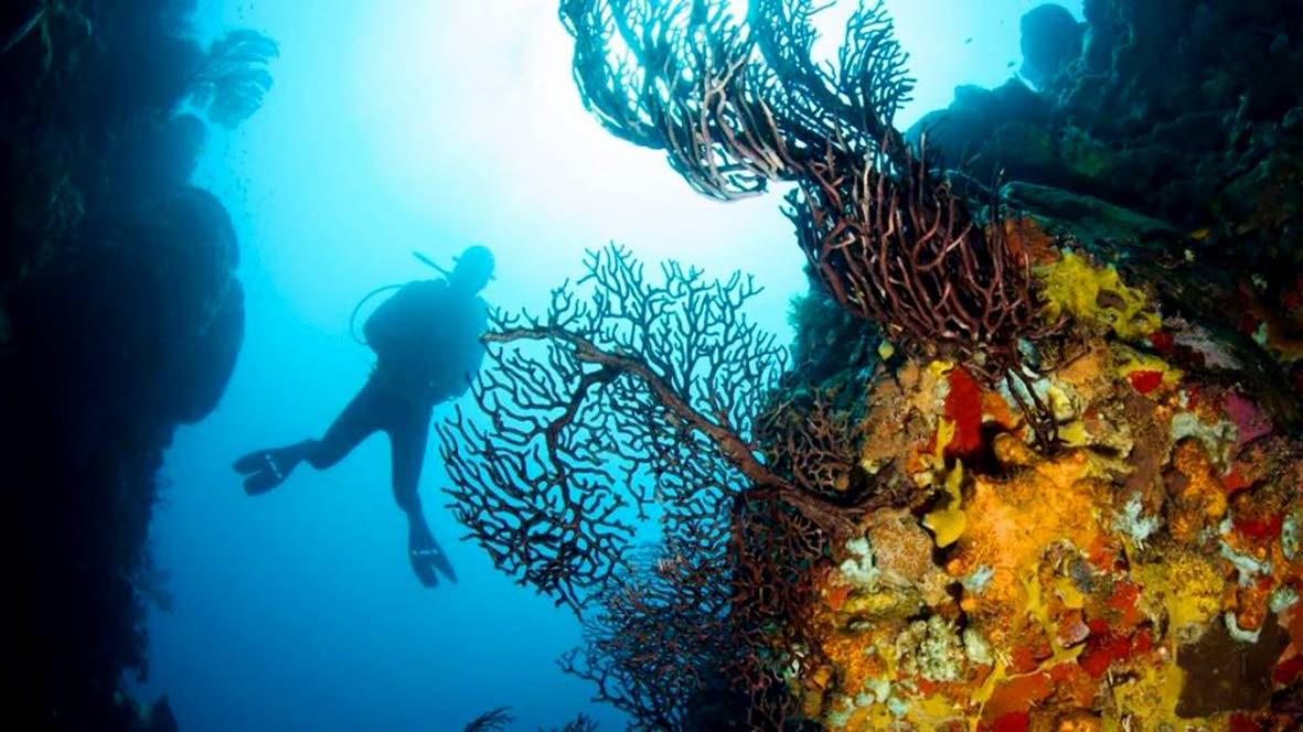 Scuba diving in Saint Lucia.
