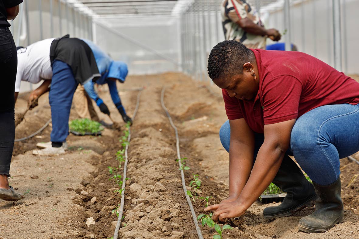 NCTFJ’s Kerry Ann Curtis plants seedlings at ISEEED Youth Nursery in Portmore, Jamaica. 