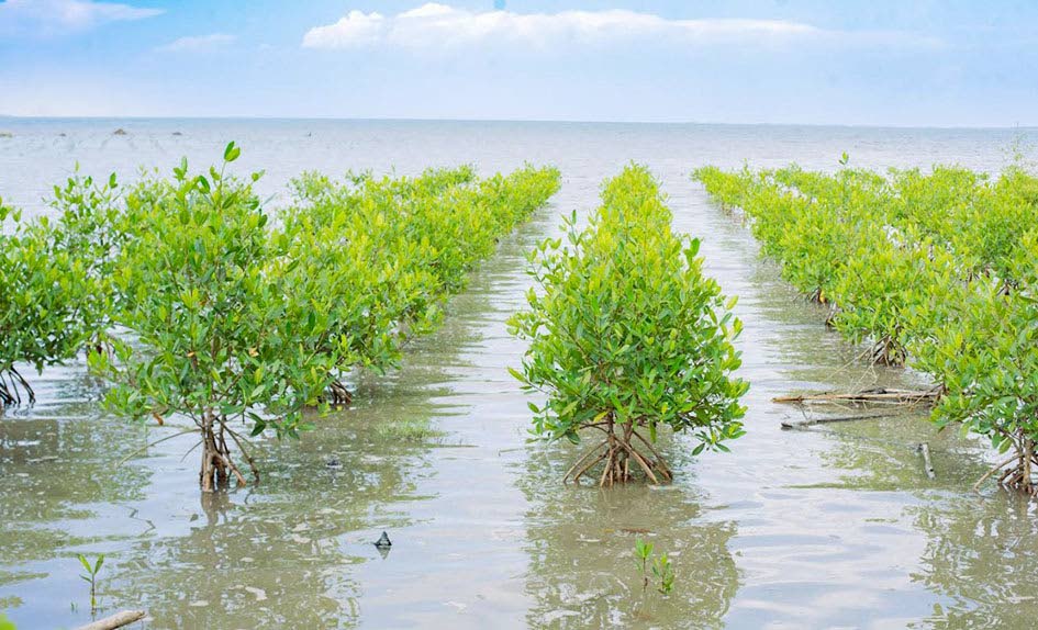 Mangrove restoration in Haiti. 