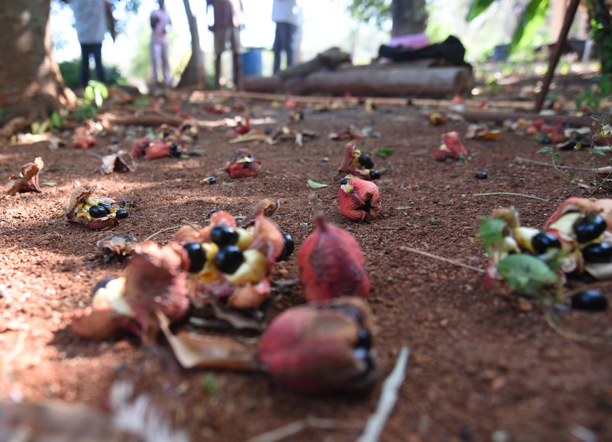 In this photo ackees are seen fallen on the ground rotting in a farm in St Catherine. 