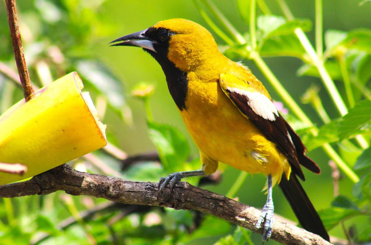 An endemic Jamaican Oriole feeds off the ripe banana provided by Ahhh Ras Natango.