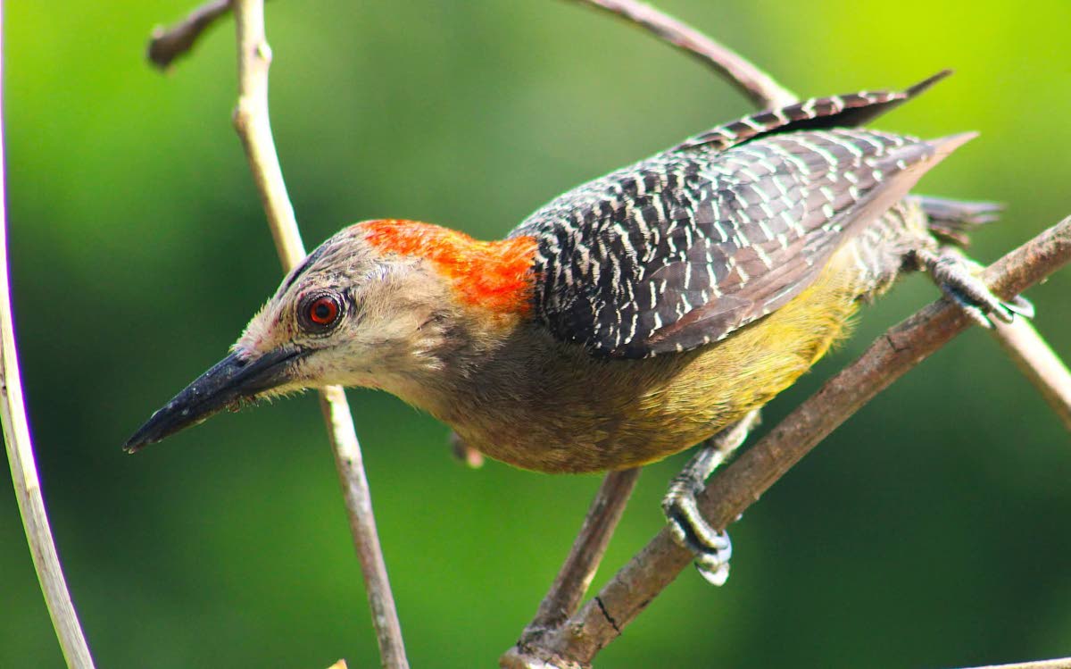 An endemic Jamaican woodpecker feeding at Ahhh Ras Natango Art Gallery and Gardens in upper St James.