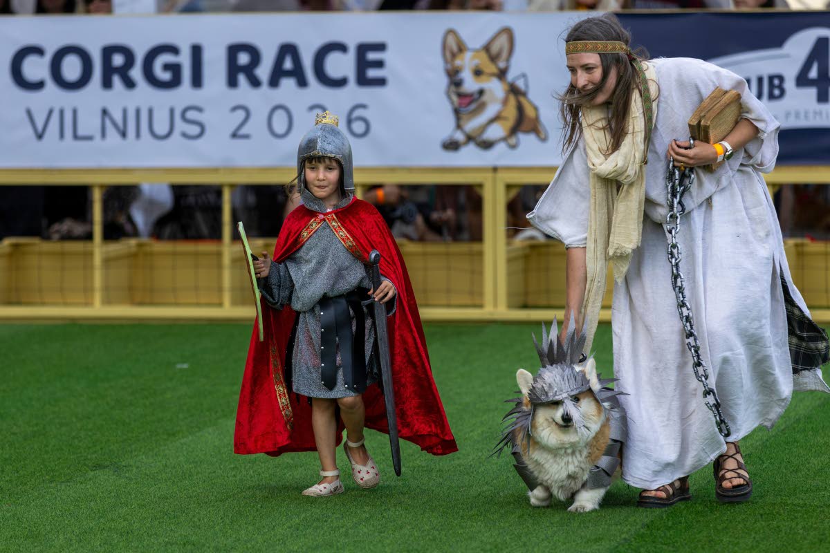 A corgi participates in a fashion show during a international event Corgi Race Vilnius 2026 in Vilnius, Lithuania, on August 15.