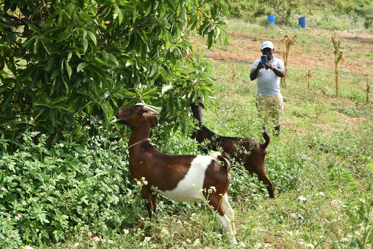 Denville Knight, a farmer in Springfield, St Catherine, photographs goats invading his farm. 