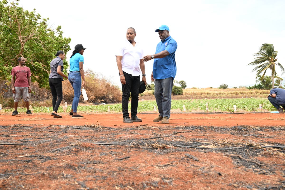 Minister of Agriculture Floyd Green (second right) and Permanent Secretary in the Ministry, Dermon Luke Spence, survey a scorched section of farmland in the Gillard community in Pedro Plains, St Elizabeth on Wednesday, August 26.